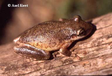  Scinax nasicus ID = 