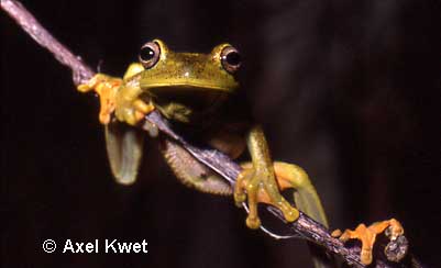  Hypsiboas albomarginatus ID = 