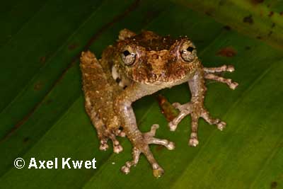  Scinax catharinae ID = 