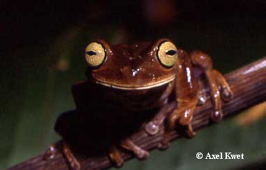  Bokermannohyla hylax (HEYER, 1985) ID = 