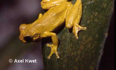  Dendropsophus microps (PETERS, 1872) ID = 