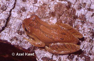  Dendropsophus minutus (PETERS, 1872) ID = 