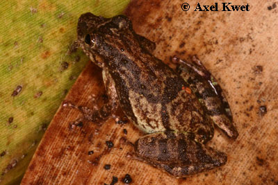  Scinax argyreornatus (MIRANDA-RIBEIRO, 1926) ID = 