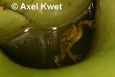  Scinax cf. alter I ID = 