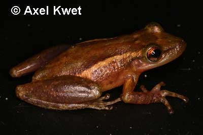  Scinax cf. alter II ID = 