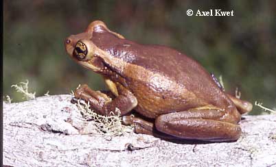  Trachycephalus mesophaeus HENSEL, 1867 ID = 