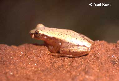  Dendropsophus sanborni ID = 