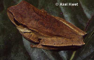  Hypsiboas bischoffi ID = 