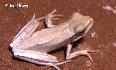  Hypsiboas caingua ID = 