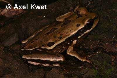  Hypsiboas joaquini ID = 