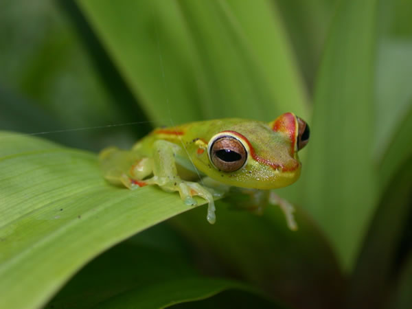  Hyla rufitela ID = 