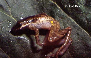  Scinax cf. berthae ID = 