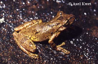  Scinax perereca ID = 