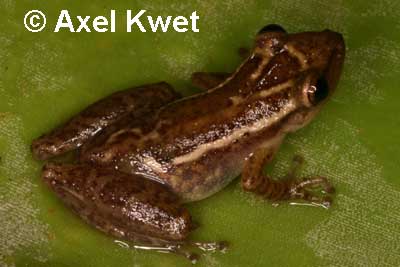  Scinax cf. alter I ID = 