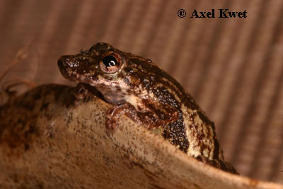  Scinax argyreornatus (MIRANDA-RIBEIRO, 1926) ID = 