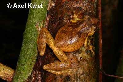  Scinax perereca POMBAL, HADDAD & KASAHARA, 1995 ID = 