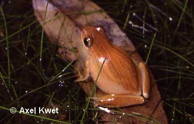  Dendropsophus minutus ID = 