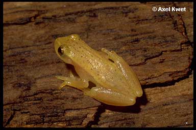  Dendropsophus sanborni ID = 