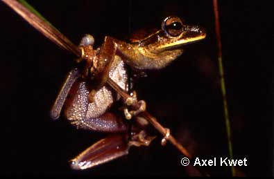  Hypsiboas bischoffi ID = 