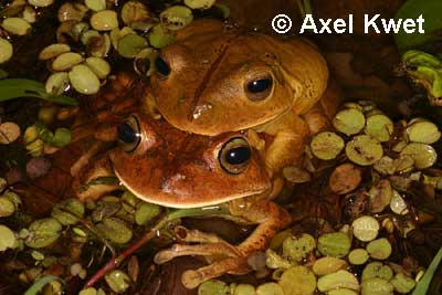  Hypsiboas faber ID = 