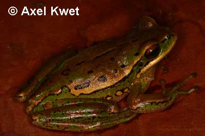  Hypsiboas joaquini ID = 