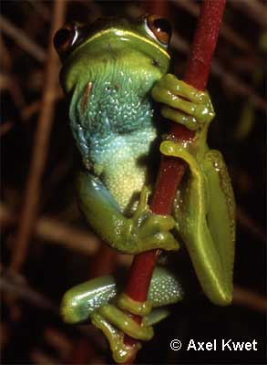  Hypsiboas marginatus ID = 