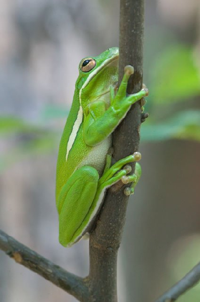  Hyla cinerea ID = 