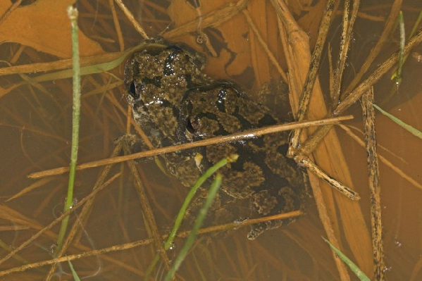  Hyla versicolor ID = 