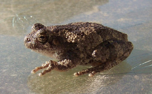  Hyla versicolor ID = 