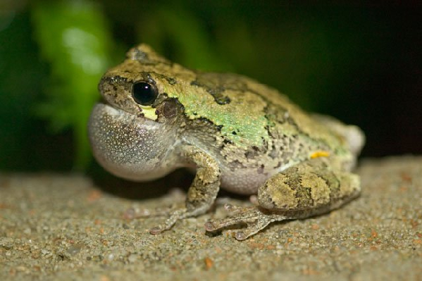  Hyla versicolor ID = 