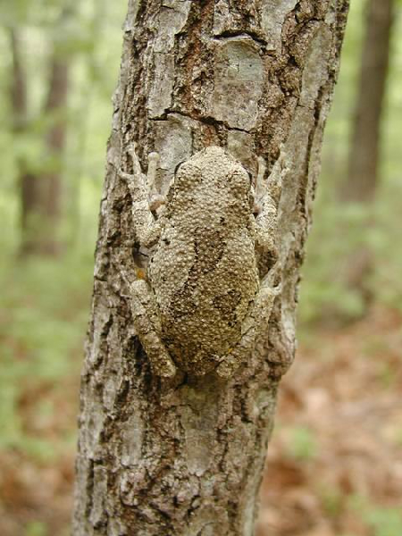  Hyla versicolor ID = 