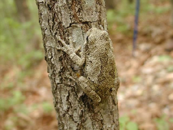  Hyla versicolor ID = 