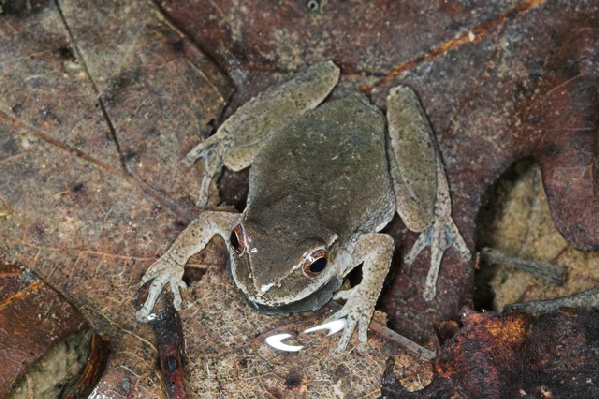  Pseudacris crucifer crucifer ID = 