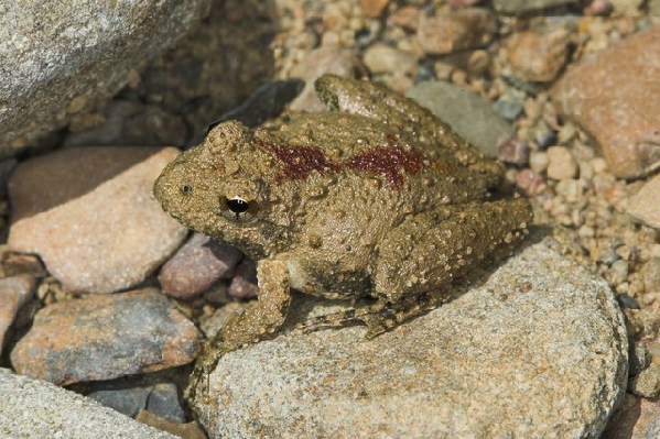  Acris crepitans ssp. ID = 