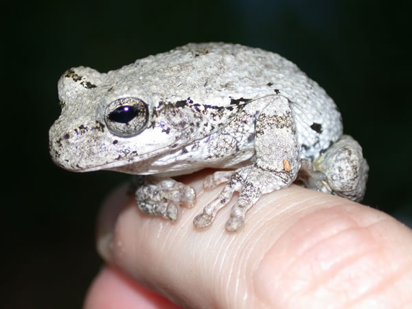  Hyla chrysoscelis ID = 