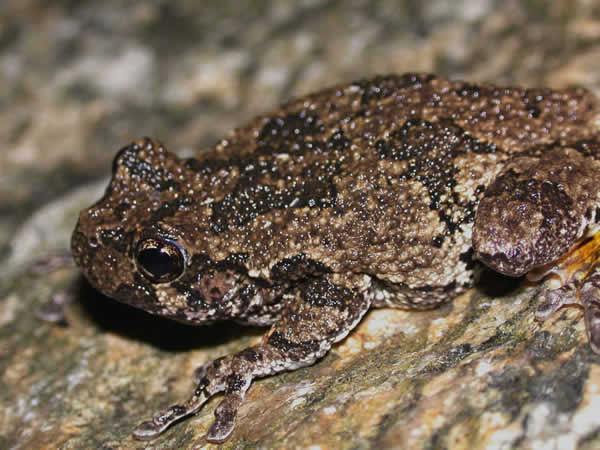  Hyla versicolor ID = 