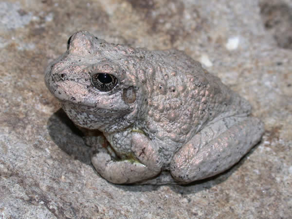  Hyla arenicolor ID = 