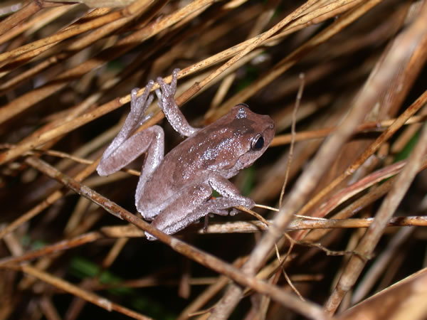  Hyla femoralis ID = 