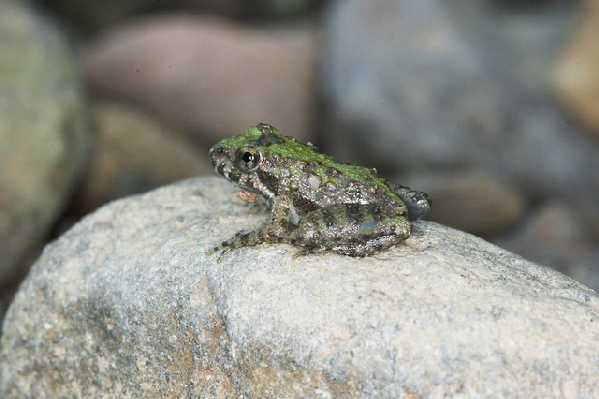  Acris crepitans ssp. ID = 