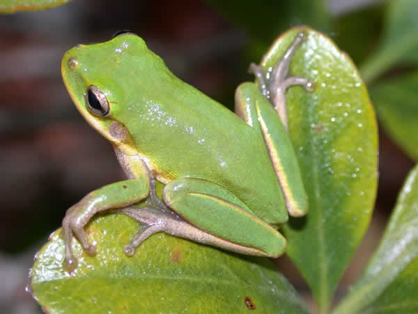  Hyla squirella ID = 