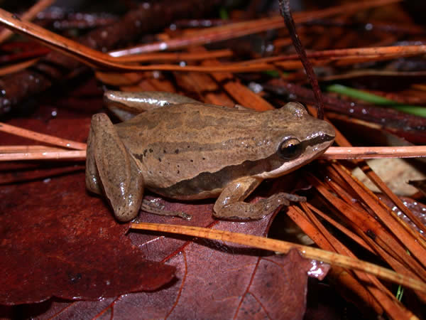  Pseudacris brimleyi ID = 