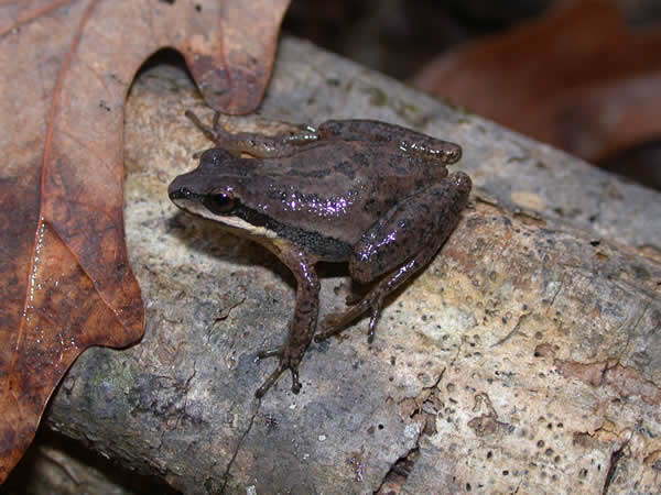  Pseudacris ferairum ID = 