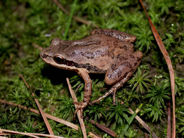  Pseudacris nigrita nigrita ID = 