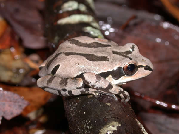  Pseudacris ornata ID = 