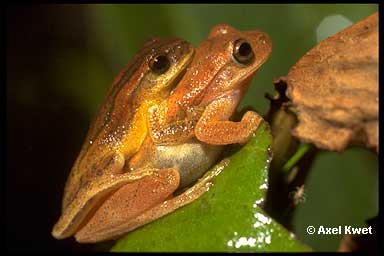  Dendropsophus minutus ID = 