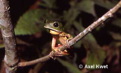  Phyllomedusa distincta ID = 