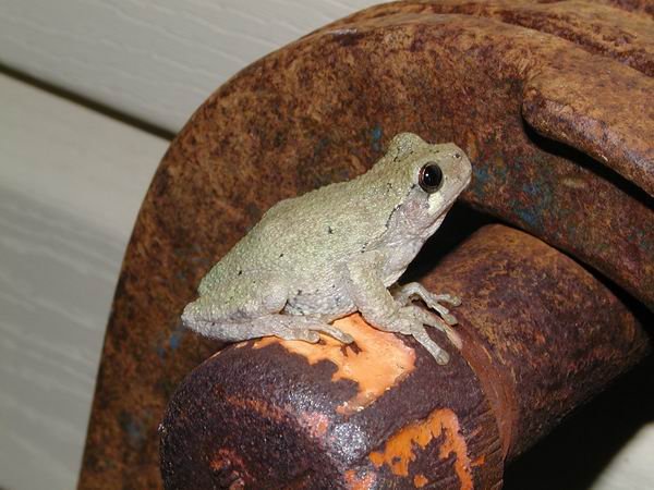  Hyla chrysoscelis ID = 