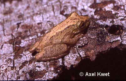  Scinax argyreornatus (MIRANDA-RIBEIRO, 1926) ID = 