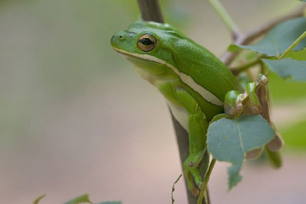  Hyla cinerea ID = 