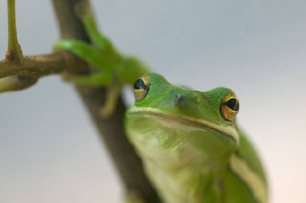  Hyla cinerea ID = 